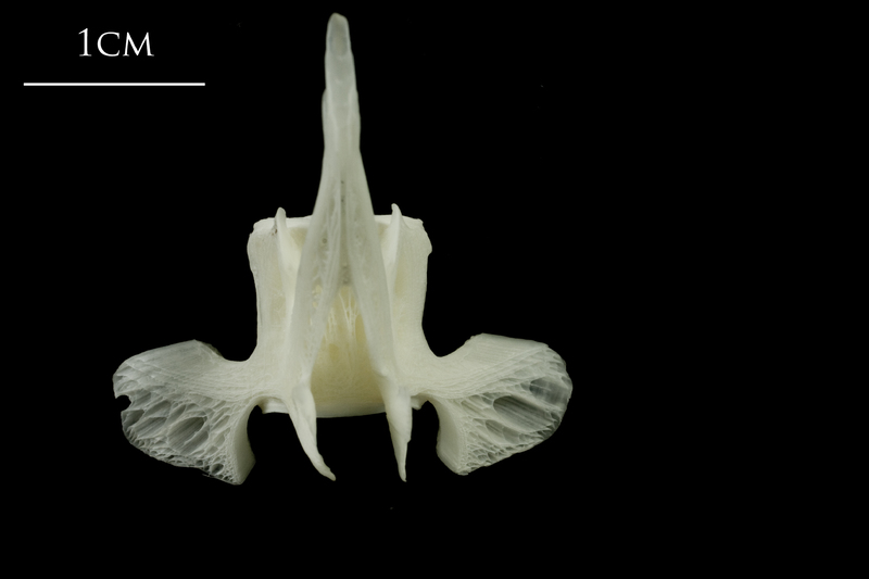 Ling precaudal vertebra dorsal view