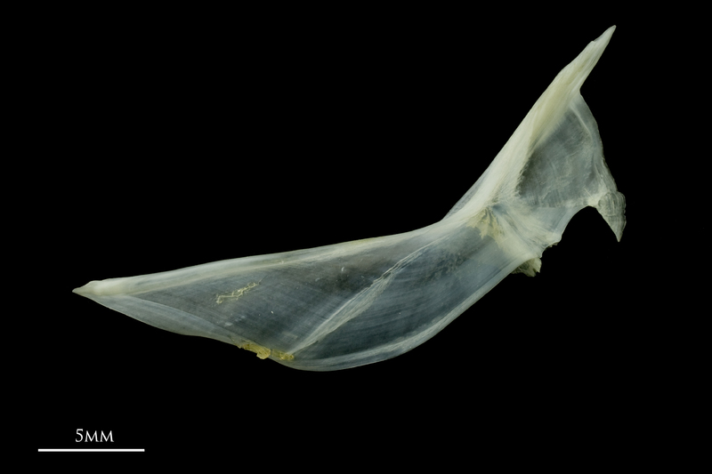 Poor cod cleithrum lateral view