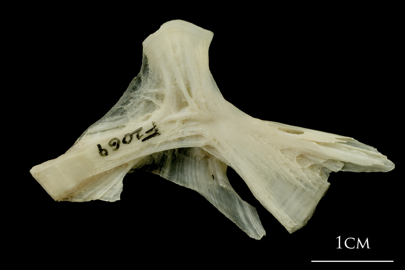 Haddock hyomandibular medial view