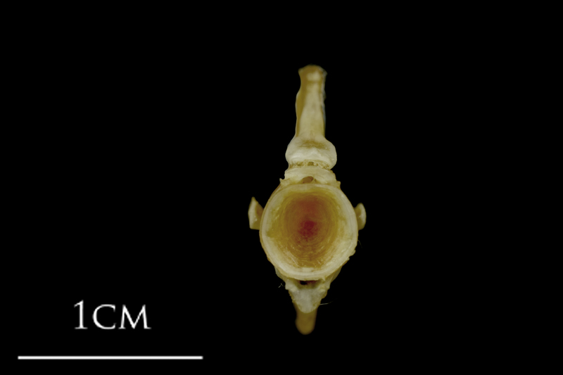 Spanish mackerel ultimate vertebra anterior view