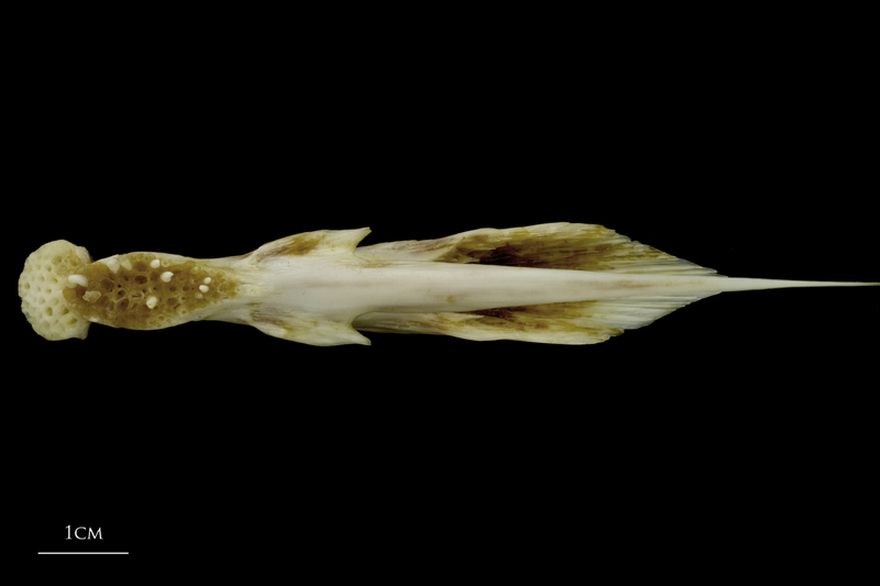 European conger vomer ventral view