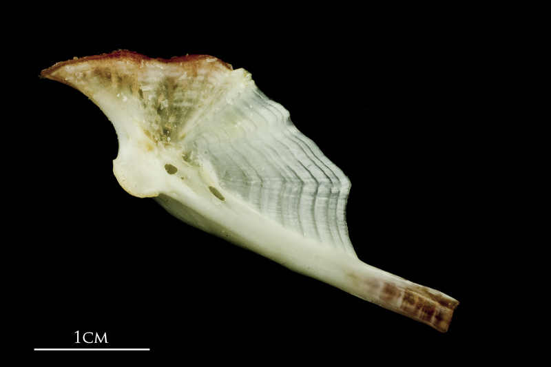 Freshwater bream hyomandibular medial view