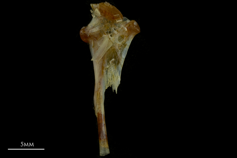 Black seabream hyomandibular medial view