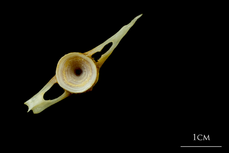 Northern pike caudal vertebra posterior view