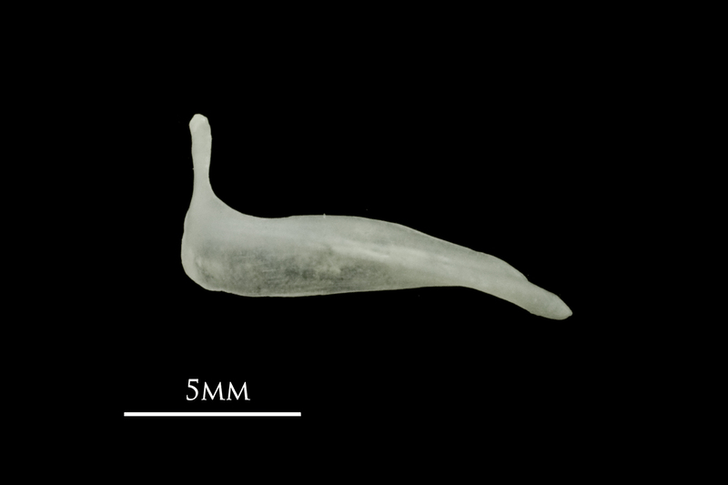 Roach premaxilla lateral view