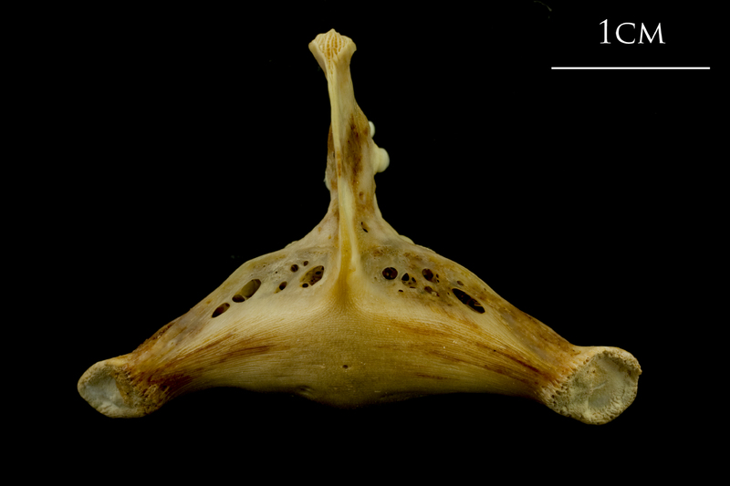 Ballan wrasse pharyngeal ventral view