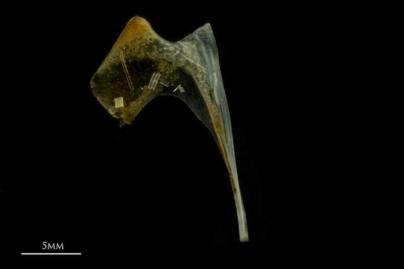 Black seabream coracoid medial view