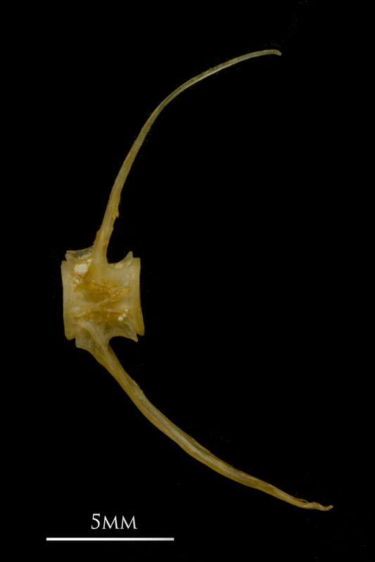 Vendace caudal vertebra lateral view