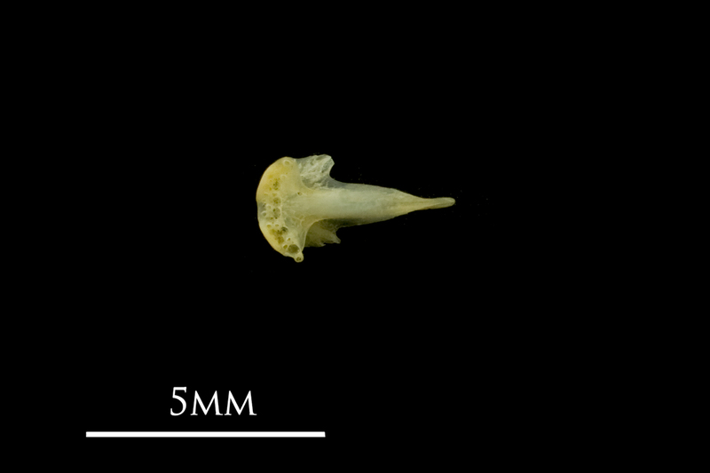 Bullhead vomer ventral view