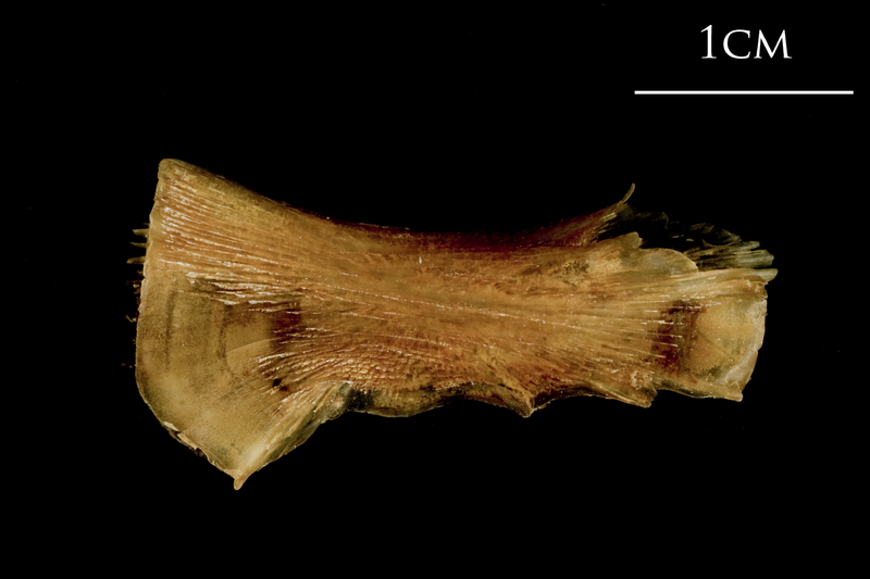 Catfish ceratohyal medial view