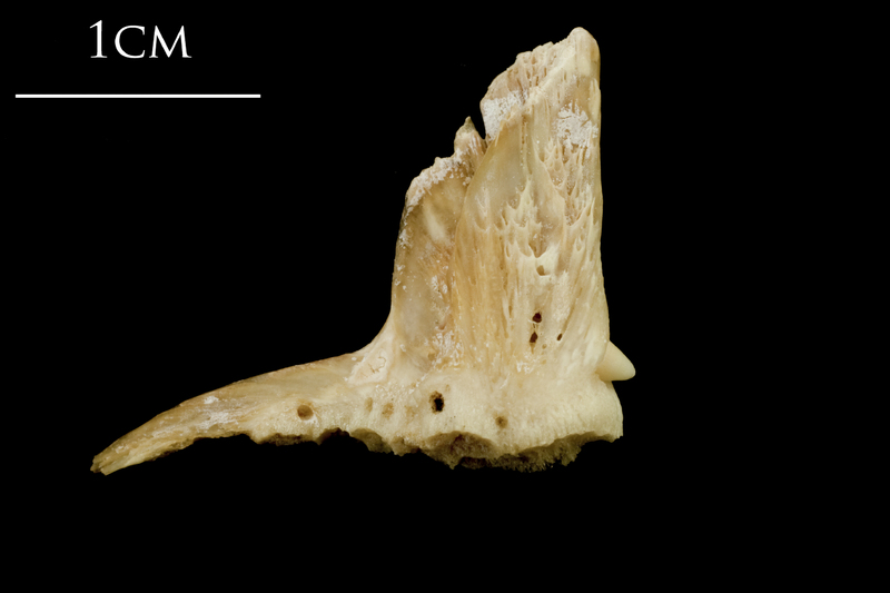 Catfish premaxilla medial view