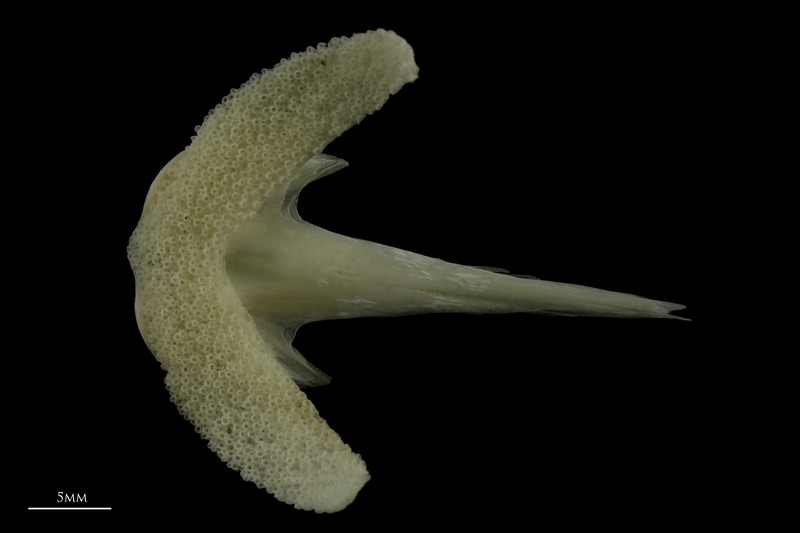 Burbot vomer ventral view