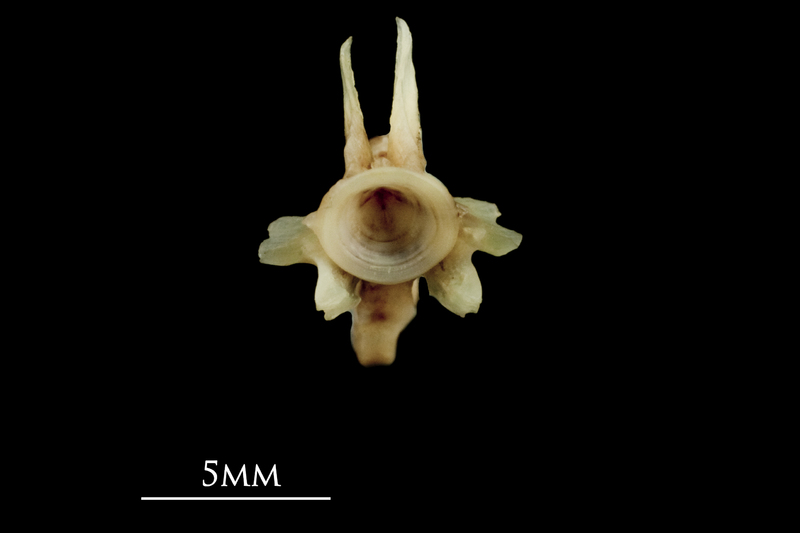 Garfish ultimate vertebra anterior view