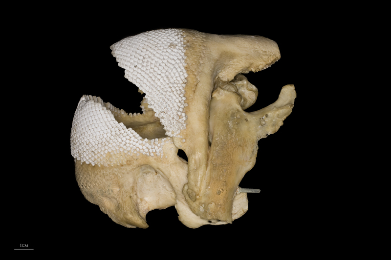 Parrot fish jaw lateral view