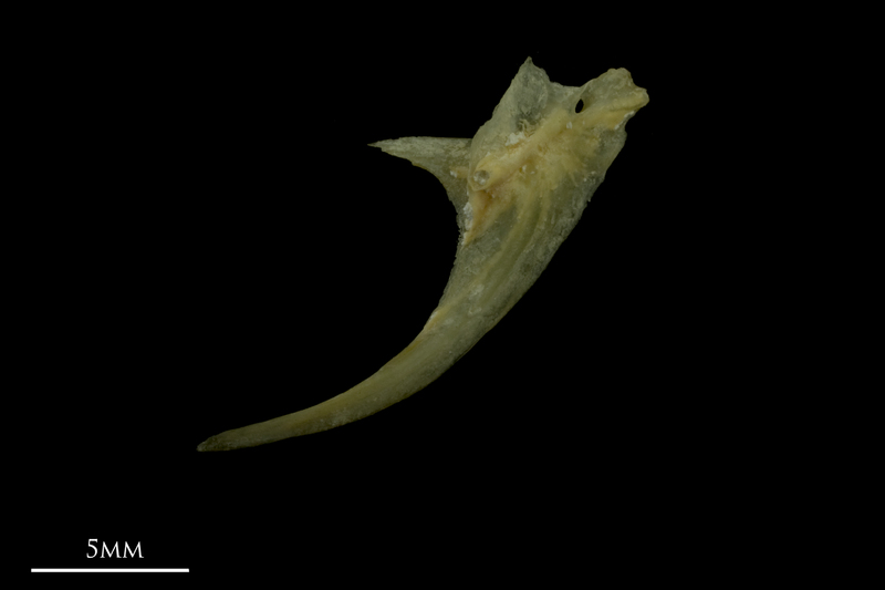 Arctic Char posttemporal lateral view