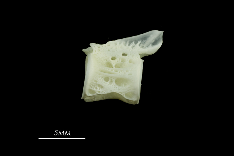 European seabass caudal vertebra lateral view