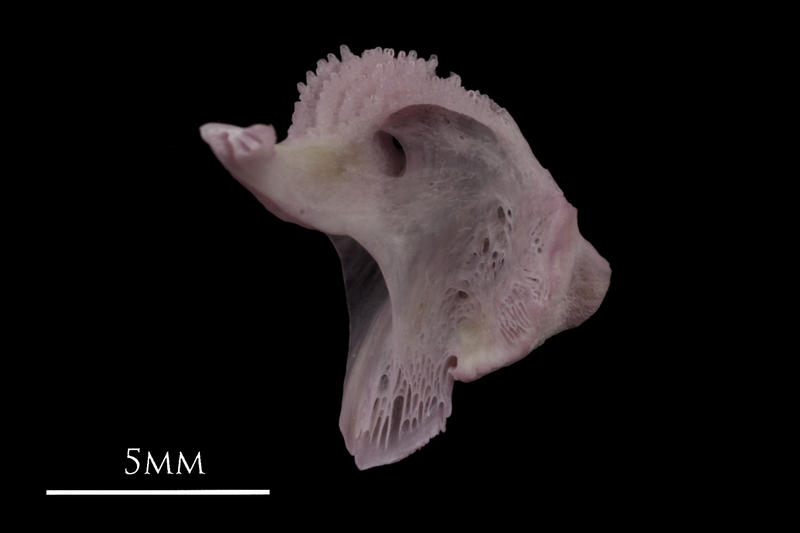 Common sole dentary medial view