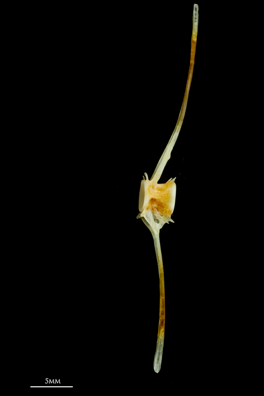 Common sole caudal vertebra lateral view