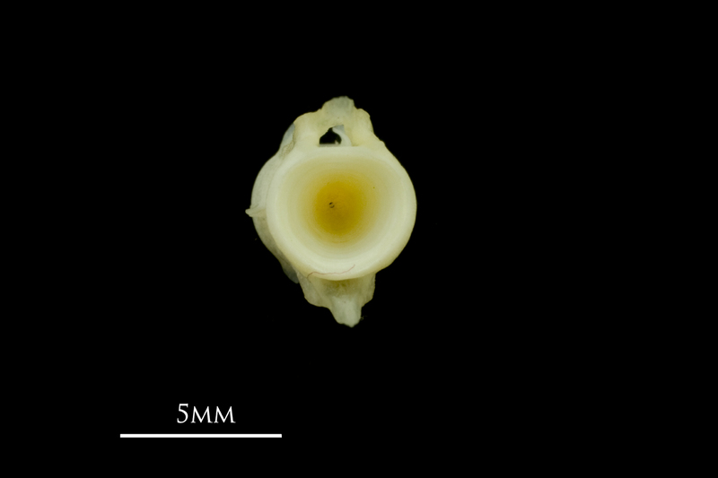 Scad caudal vertebra anterior view