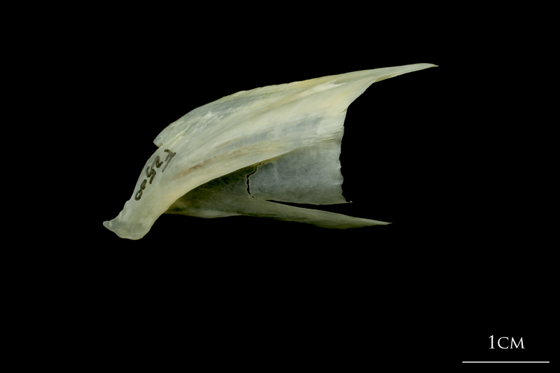 Northern pike posttemporal lateral view