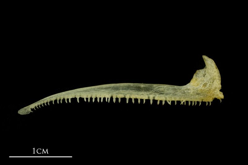 Atlantic mackerel premaxilla medial view