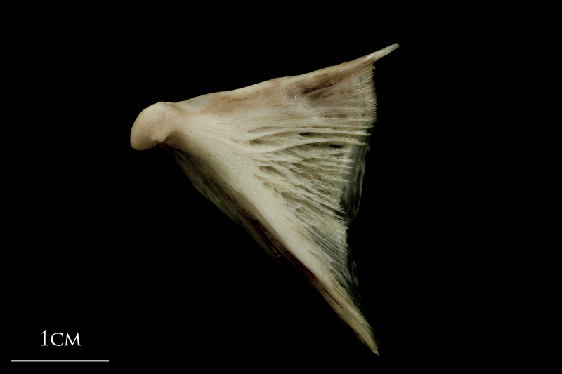 Atlantic halibut quadrate medial view