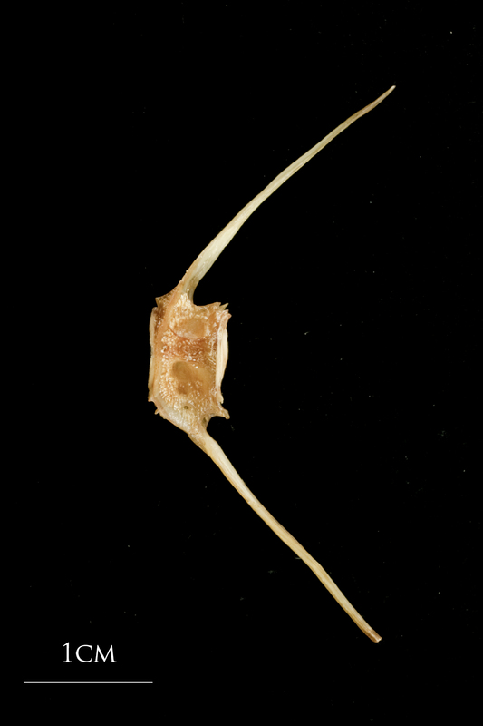 Catfish caudal vertebra lateral view