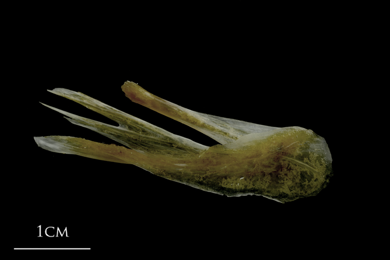 Spanish mackerel posttemporal lateral view