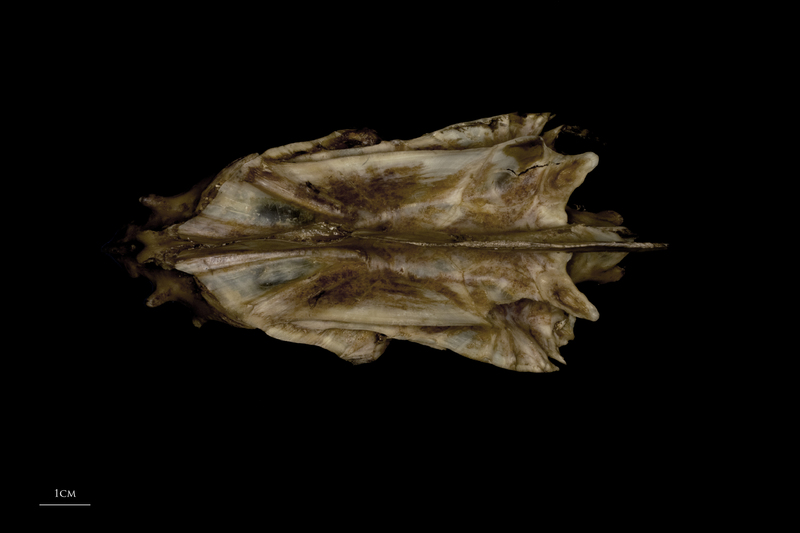 Greater amberjack parasphenoid basioccipital vomer complex dorsal view