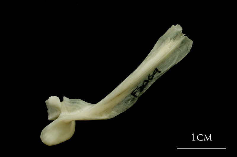 Haddock maxilla lateral view