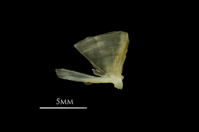 European smelt quadrate medial view