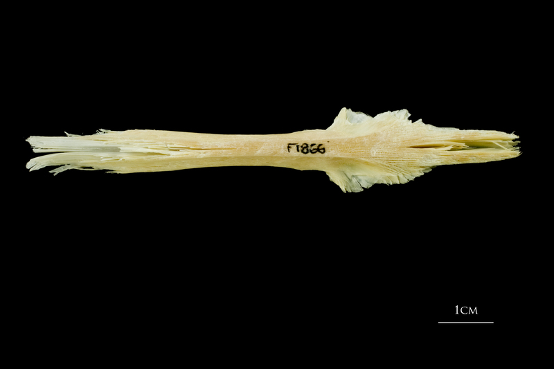 Atlantic cod parasphenoid ventral view