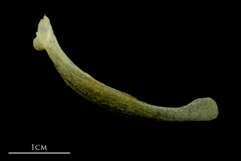 Atlantic mackerel maxilla medial view