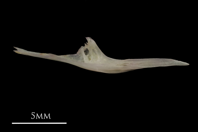 European eel for assessment medial view