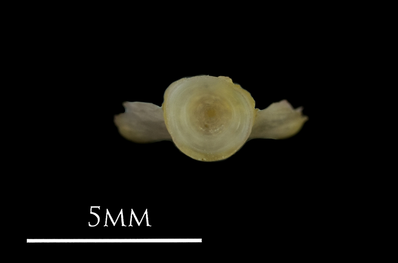 European eel basioccipital posterior view