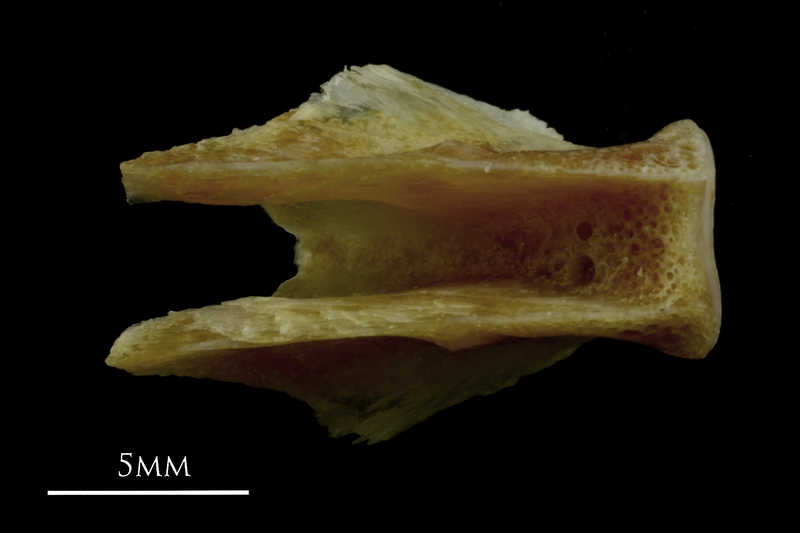 Couch's seabream basioccipital ventral view