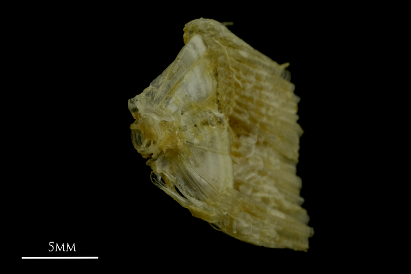 Ruffe ultimate vertebra anterior view