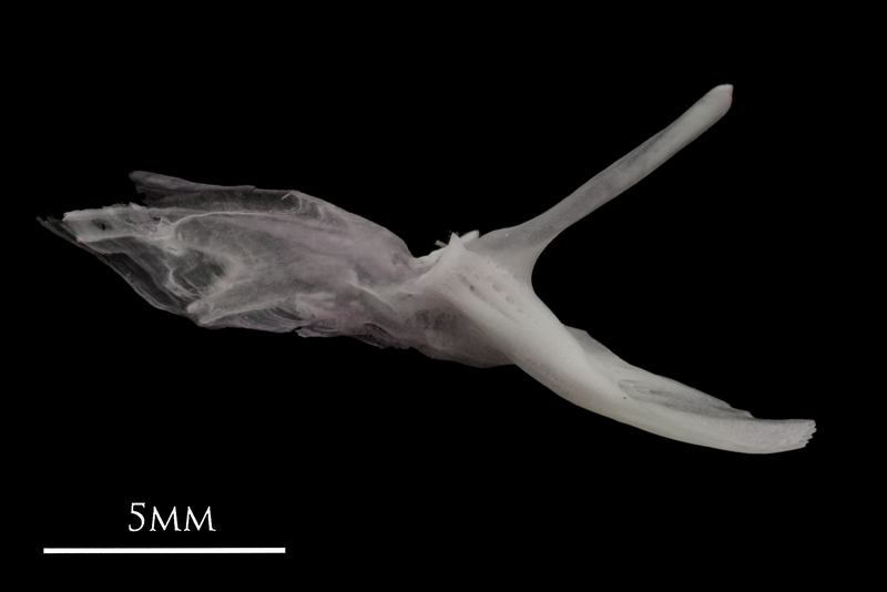 Parrot fish posttemporal medial view