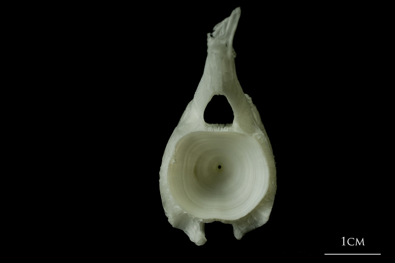 Angler fish caudal vertebra posterior view