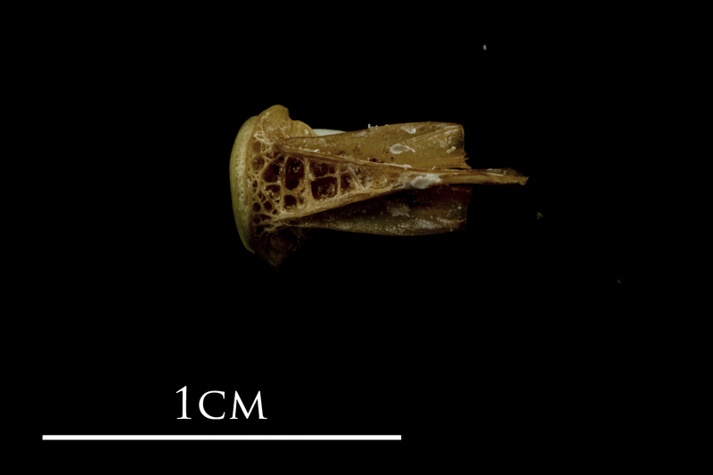 John dory basioccipital ventral view