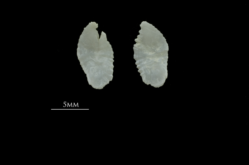 Gilthead seabream otolith(s) detail view