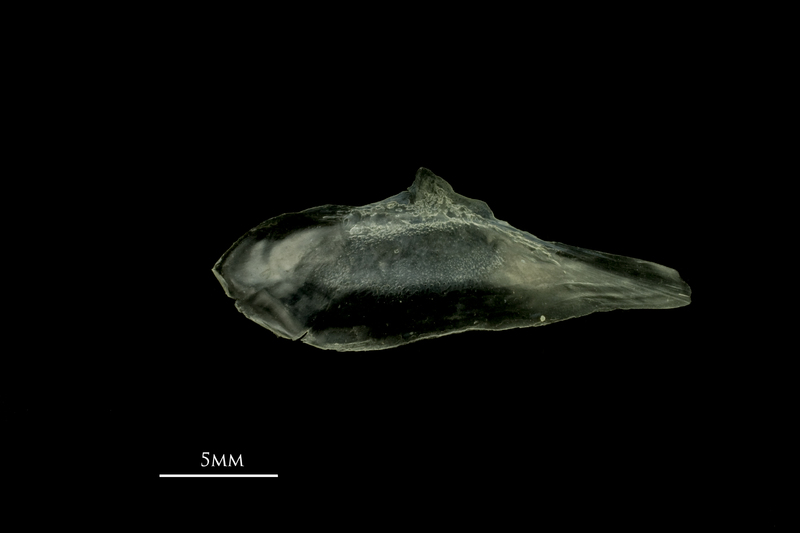 Scad subopercular lateral view