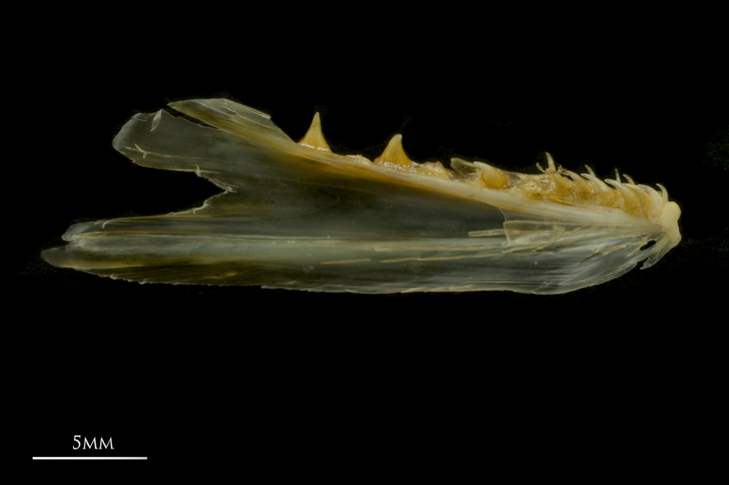 European smelt dentary medial view