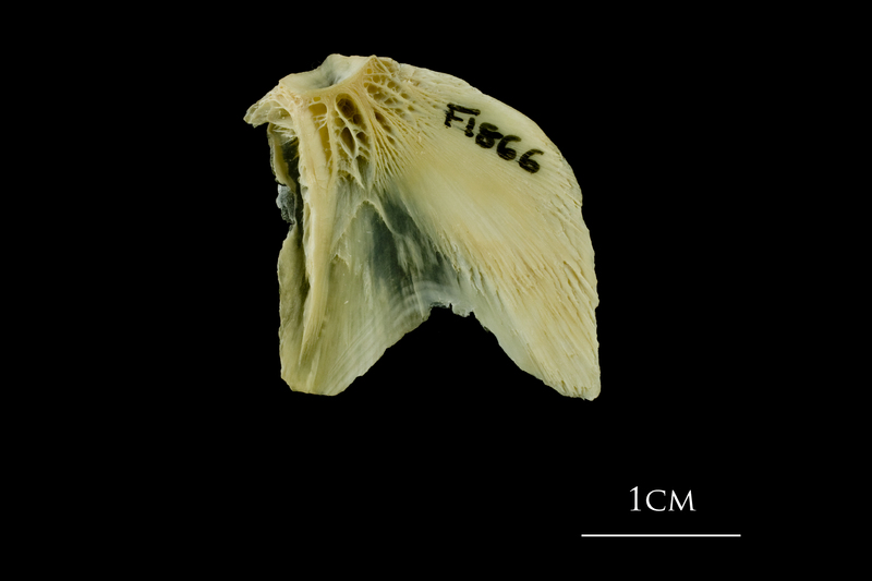 Atlantic cod opercular medial view