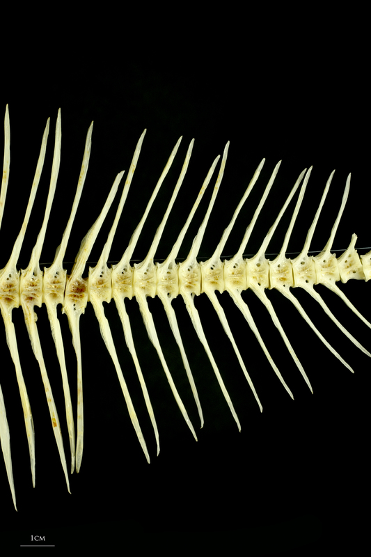 European plaice caudal vertebra lateral view