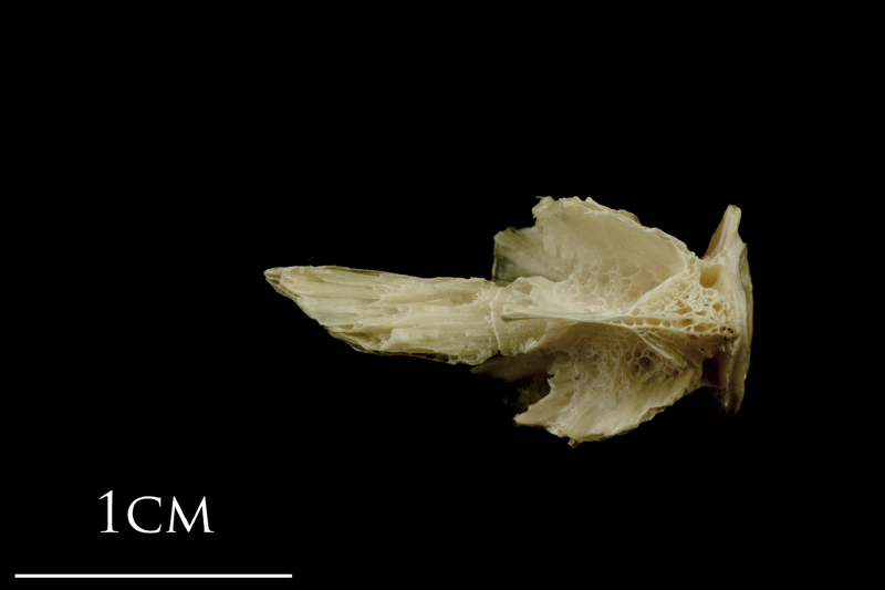 Turbot basioccipital ventral view