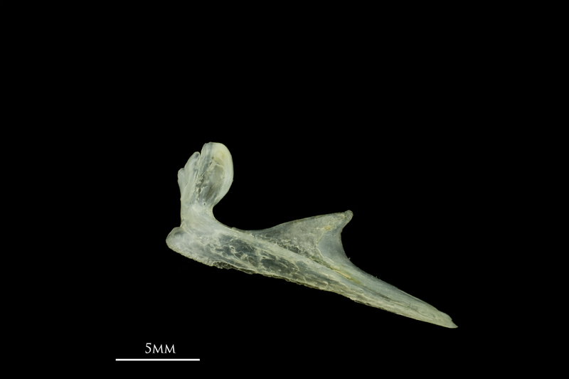 Scad premaxilla lateral view