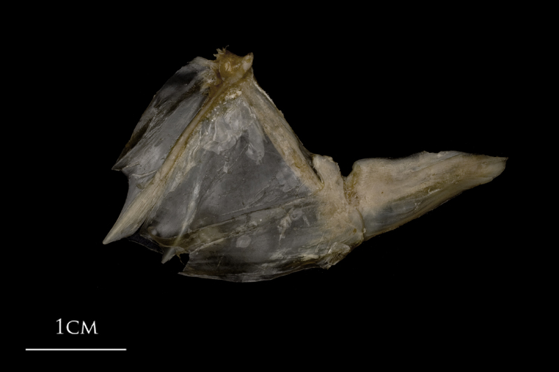 White grouper opercular subopercular complex medial view