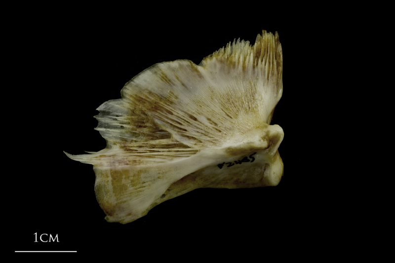 European conger quadrate medial view