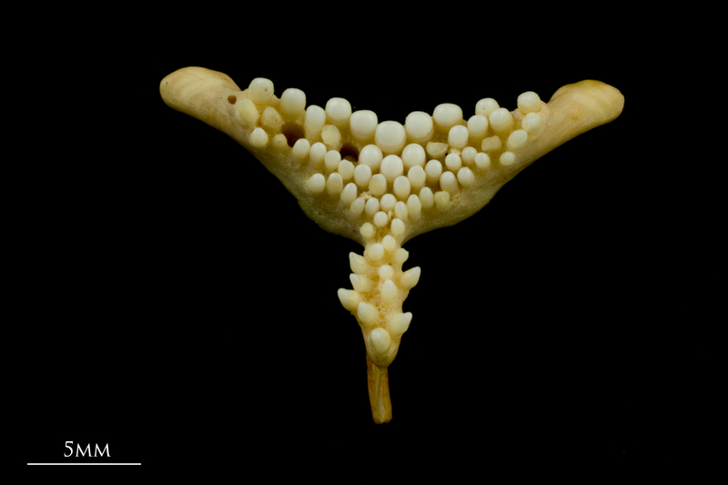 Cuckoo wrasse pharyngeal dorsal view